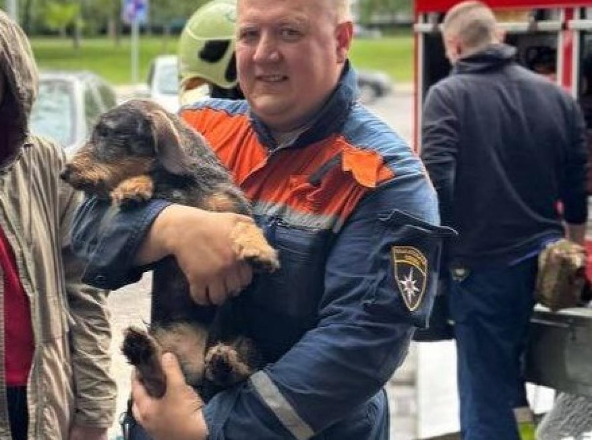 Спасатели-добровольцы из Москвы дарят вторую жизнь кошкам и собакам